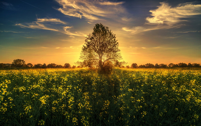 wallpapers, no people, environment, rural scene, 4K, flowers, yellow, sun, rays, k, growth, scenics - nature, light, landscape, land, hd, desktop, images