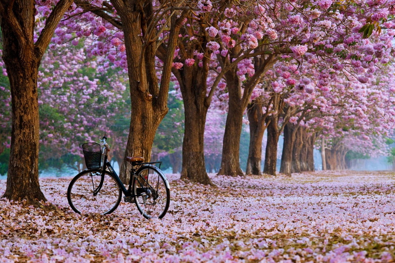 vehicle, 1080P, cherry blossom, bicycle, trees