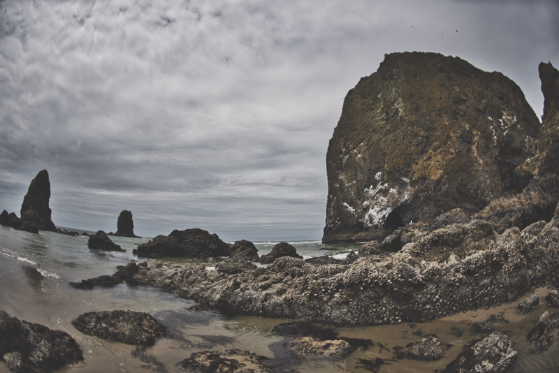 solid, promontory, cliff, sky, cloud - sky, outdoors, bird, day, land, physical geography, water, shoreline, goonies, pacific ocean, rock, cove, beauty in nature