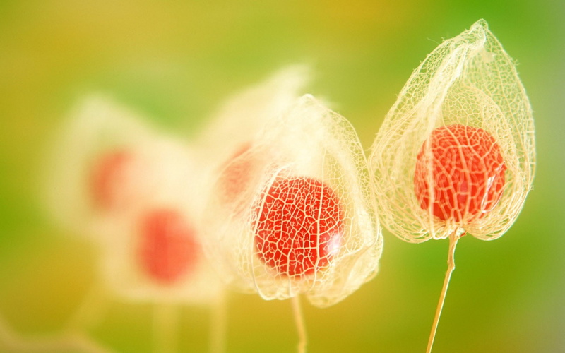 720P, Chinese lantern, fruit, macro, plants