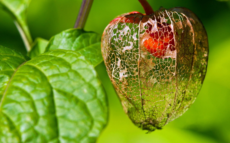 plant part, leaf, ripe, nature, beauty in nature, growth, wellbeing, plants, freshness, Chinese lantern, healthy eating, no people, close-up, focus on foreground