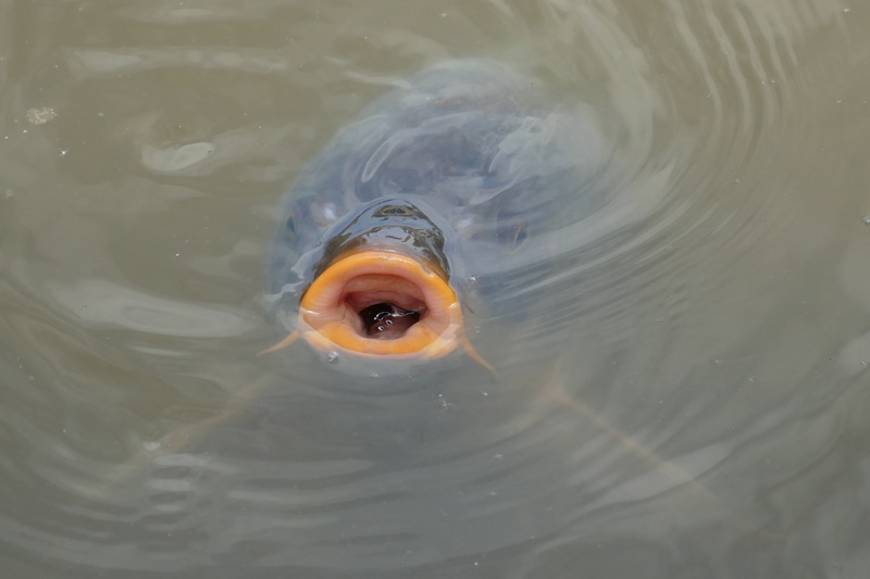 close-up, gills, beenvis, nature, fish, no people, babu, animal themes, marine, waterfront, animals in the wild, day, water, 5K, lake, rippled, carp, mouth open
