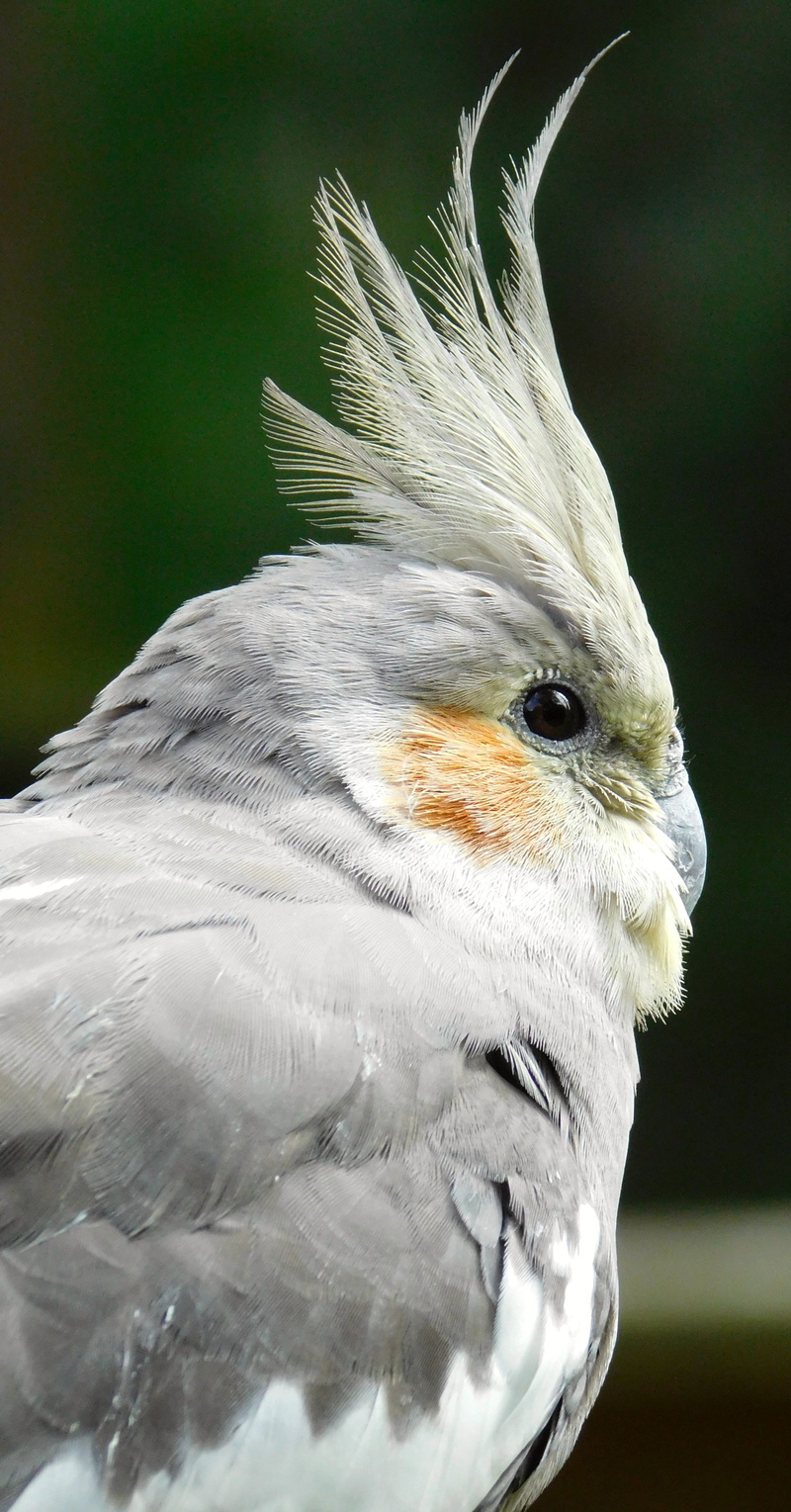 white color, grey, nature, profile view, outdoors, parrot, eye, plumage, cockatoo, animal themes, animals in the wild, feather, small parrot, animal, animal wildlife