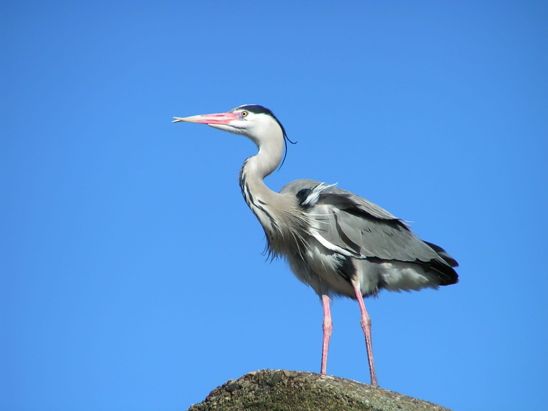 1080P, Nature, gray Heron, one animal, vertebrate, animal, Heron, no people, animal wildlife, Wings, Bird, Babu, animal themes, copy space, blue, standing