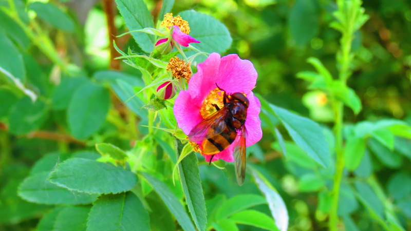 petal, flower, beauty in nature, growth, pink color, pasinler, animal wildlife, one animal, invertebrate, erzurum, freshness, purple, vulnerability, flower head
