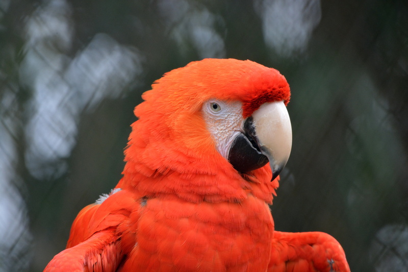 pets, animal, animals in the wild, bird, babu, scarlet macaw, focus on foreground, close-up, outdoors, pink, macaw, wildlife, 5K, animal themes, one animal