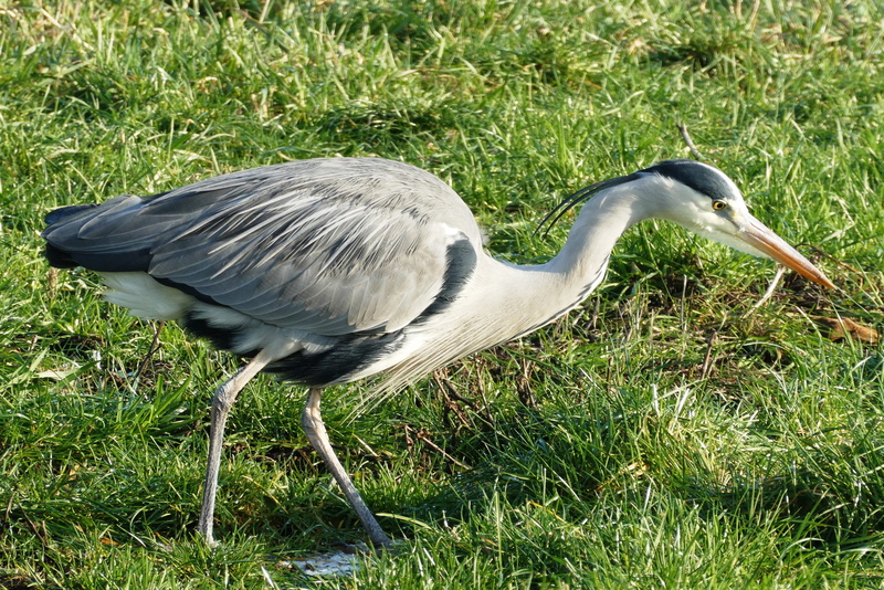 2K, ditch, land, whey, animal wildlife, day, growth, green color, close-up, plumage, legs, vertebrate, one animal, animals in the wild, animal, feathers