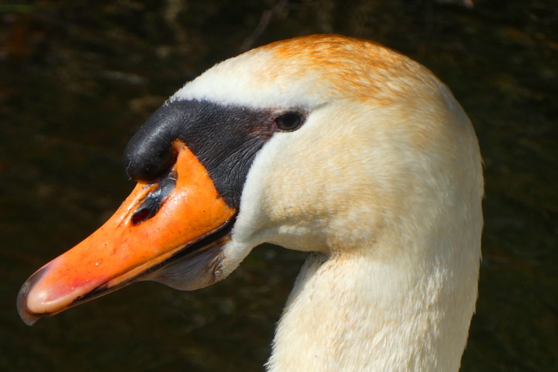 swan, one animal, no people, animal, close-up, focus on foreground, animal wildlife, animal neck, day, head, beak, animal eye, orange color, zoology, feathers