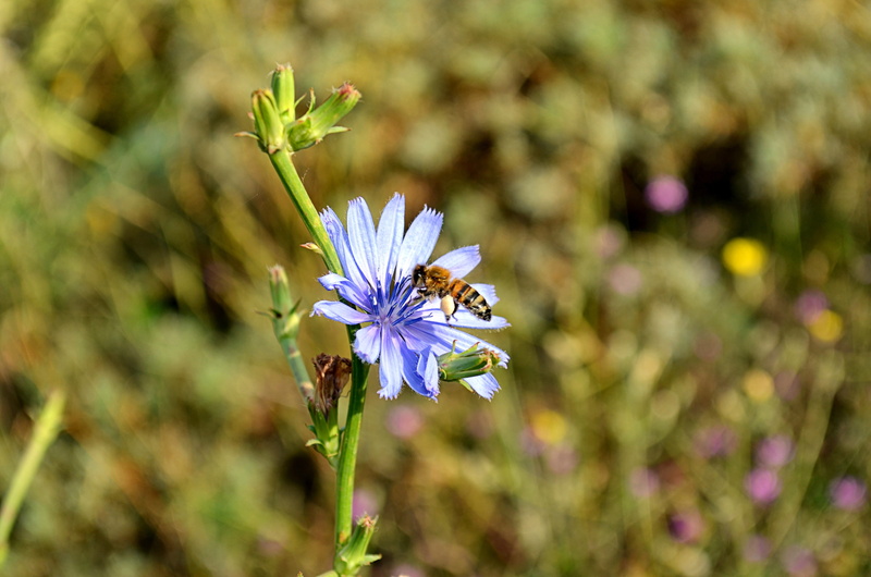 colorful, nature, vulnerability, plant, animal wildlife, freshness, turkey, flower picture, botanical, summer, flowerbed, one animal, blue, beauty, vivid color