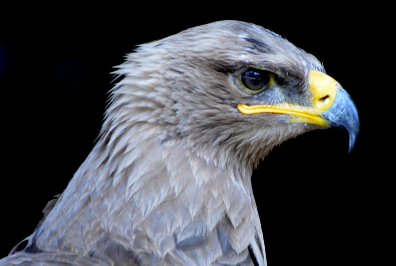 eagle - bird, bird of prey, animal eye, beak, no people, animal wildlife, looking away, babu, bird, yellow eyes, falcon - bird, animal head, looking, 2K