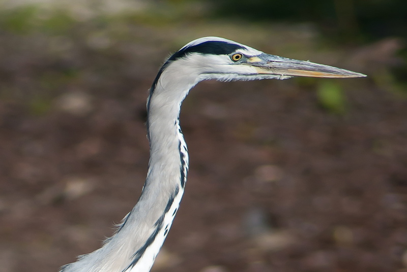 animal wildlife, 4K, nature, animal themes, no people, babu, blue heron, heron, animal eye, vertebrate, side view, animal body part, animal neck, close-up