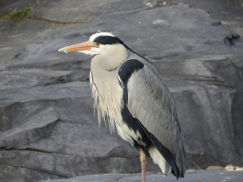 bird, no people, water bird, 4K, beak, rock, blue heron, gray heron, animal wildlife, animal themes, wings, pond, outdoors, babu, animals in the wild
