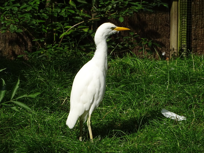 egret, nature, grass, bird, heron, animal, growth, white color, field, one animal, 5K, day, no people, animals in the wild, outdoors, plant, vertebrate