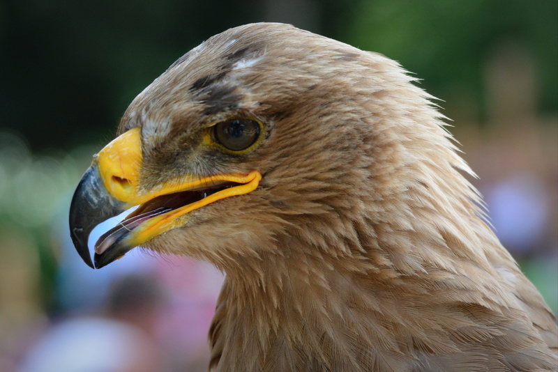 animal body part, 4K, bird, profile view, close-up, brown, bird of prey, animal eye, looking away, day, looking, one animal, babu, beak, eagle - bird