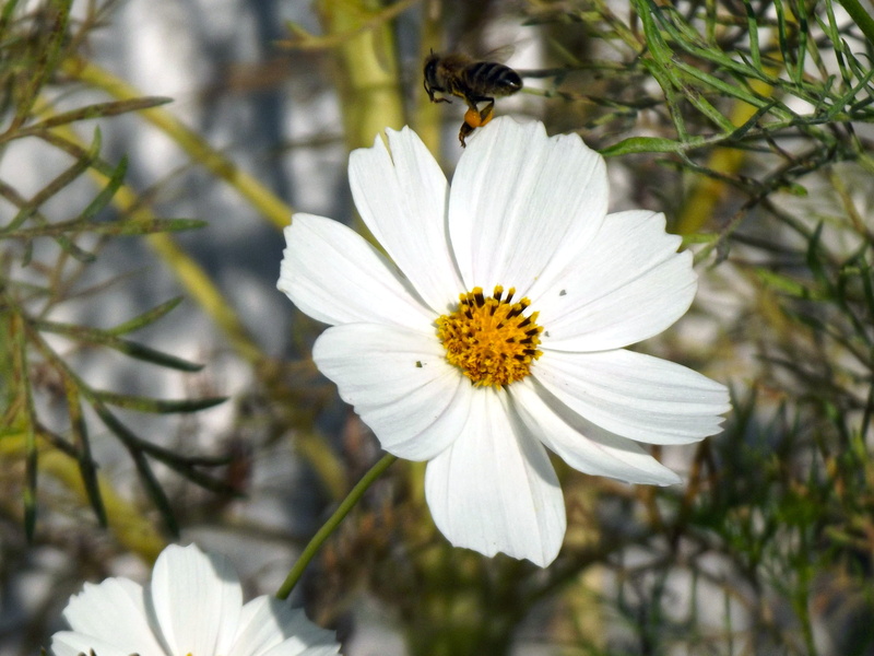 springtime, fragility, pollen, macro, animal themes, outdoors, invertebrate, insect, nature, summer, 2K, one animal, bee, growth, flowering plant, focus on foreground