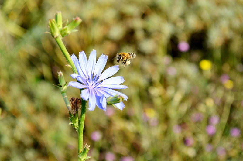 turkey, pollination, bee, fragility, flower, background, macro, plant cover, macro chichewa, summer, vivid color, colors, one animal, purple, beauty in nature