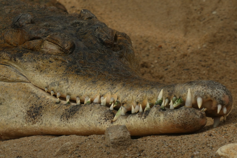 mouth open, animal mouth, underwater, mouth, profile view, ominous, sea, danger, aggression, crocodile, teeth, rotterdam, sign, communication, animal wildlife