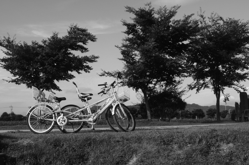 4K, outdoors, memory, stationary, growth, no people, pine, plant, landscape, bike, land, love, grass, bicycle, field, tranquil scene, sky, beauty in nature