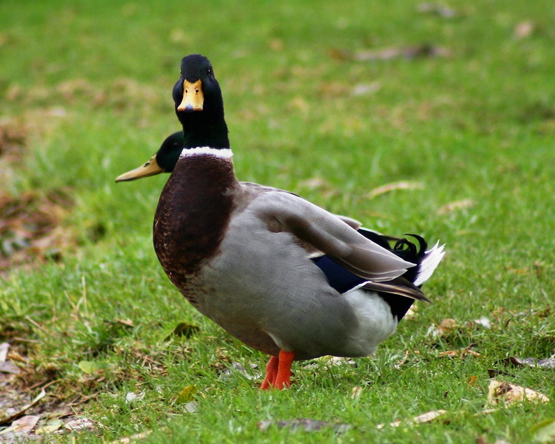 neighbourhood, israel, duck, 720P, art, animals, qswkujmuzh, tel, hd, aviv, mallard, x, ducks
