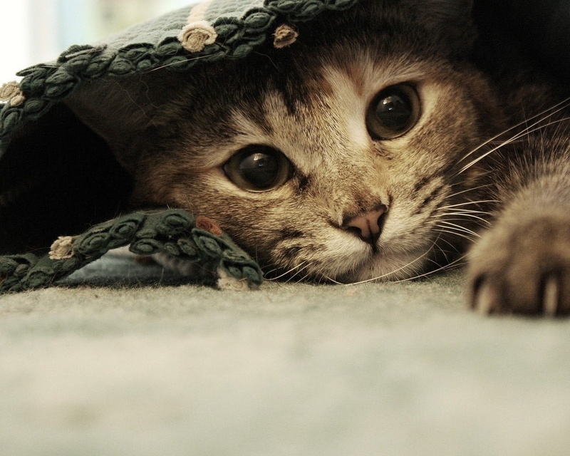 vertebrate, 720P, relaxation, no people, carpets, Ben Torode, close-up, photo, animal body part, animals, feline, rug, selective focus, portrait, domestic cat