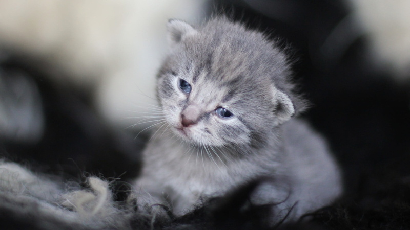animal themes, kitten, tabby, one animal, animal head, looking at camera, close-up, kittens, cat, no people, animal, white, baby animals, whisker, domestic animals