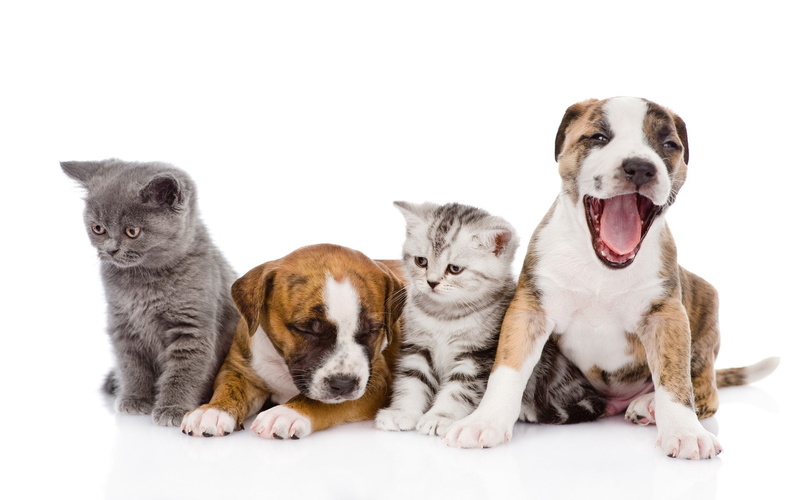 white background, 1080P, dog, baby animals, animals, cat