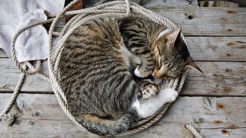 domestic, tabby, 1080P, cat, sleeping, photography, relaxation, feline, whisker, eyes closed, group of animals, vertebrate, resting, two animals, kitten