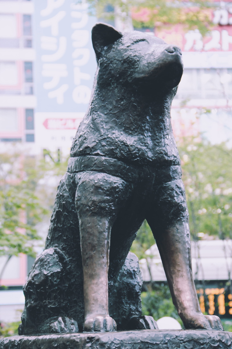 shibuya train station, mammal, Master, Faithful, Bark, solid, Japan, no people, day, sculpture, focus on foreground, Dog, creativity, 2K, Hachiko, Shibuya