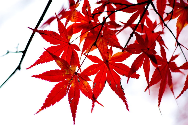 red, shot, pentax, forest, branch, red maple, walk, maple leaf, maple, autumn, tree, backgrounds, photo, leaf, maple leaves, 480P, japan, daytime, maple  leaf