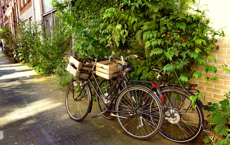 tree, parking, plants, green, building exterior, architecture, Parked, nature, cargo bike, two, stationary, Wall, Bicycles, wheel, 4K, bikes, mode of transport