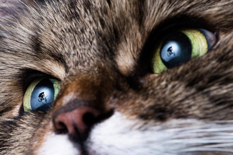 silhouette, domestic, whisker, body part, close-up, reflection, mammal, tabby, vertebrate, one animal, cat, no people, nose, domestic animals, eye, animal head
