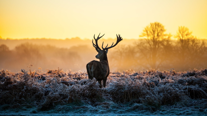 wildlife, dear, 4K, frost, nature