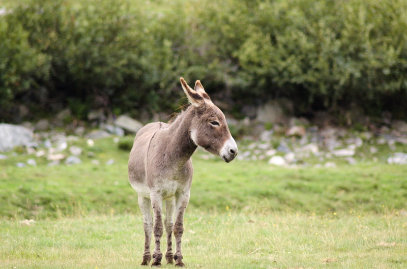 no people, cute, 2K, animal world, grass, animals in the wild, animal wildlife, animals, meadow, outdoors, mammal, dear, beast of burden, tree, plant