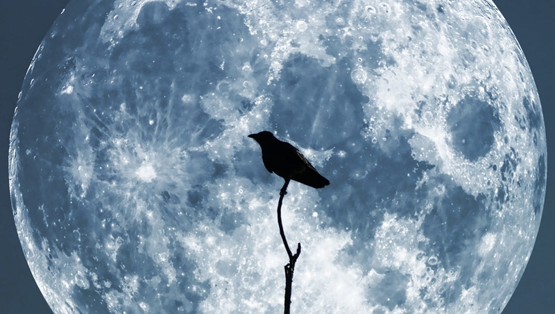 no people, animal themes, bird, animal wildlife, blue, silhouette, night, moon, 1080P, sky, vertebrate, day, beauty in nature, perched, branch, animal