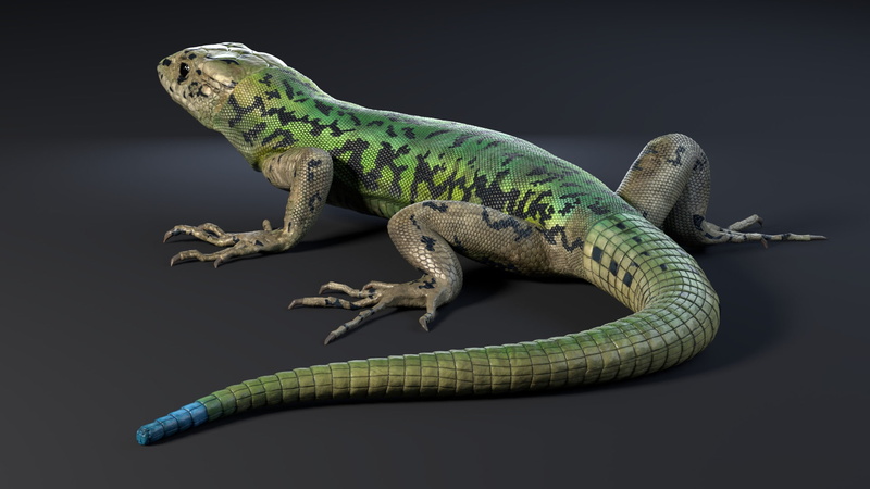 1080P, Lezard - PackShot and Incrustation, Nicolas MOREL, lizard, reptile