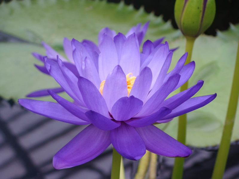 freshness, petals, purple, outdoors, inflorescence, plant, springtime, blue lotus, softness, lilies, nypheacées, lotus water lily, no people, lotus, breakout