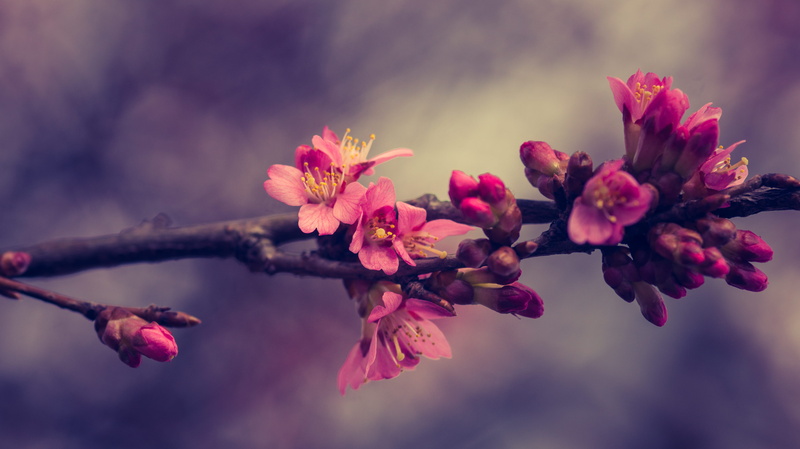 brown, fragility, outdoors, focus, close-up, pink, 5K, pink color, tree, flower head, stel, springtime, beauty in nature, vulnerability, flower, freshness