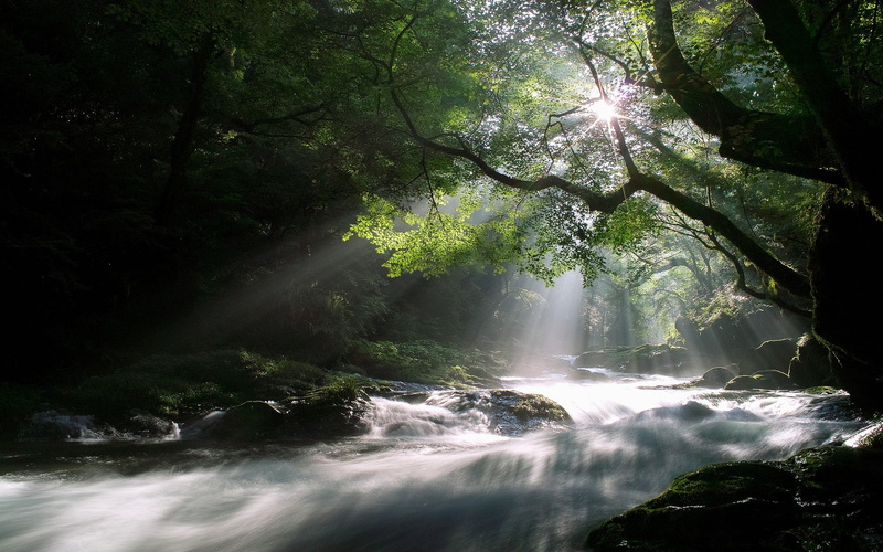 beauty in nature, National Geographic, flowing, scenics - nature, sunlight, land, power in nature, rock, forest, plant, no people, flowing water, growth