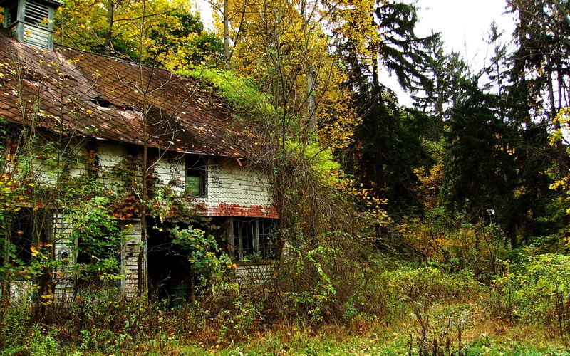 growth, cottage, forest, architecture, land, roof, house, cabin, residential district, building exterior, abandoned, ruin, tree, no people, 1080P, tranquility