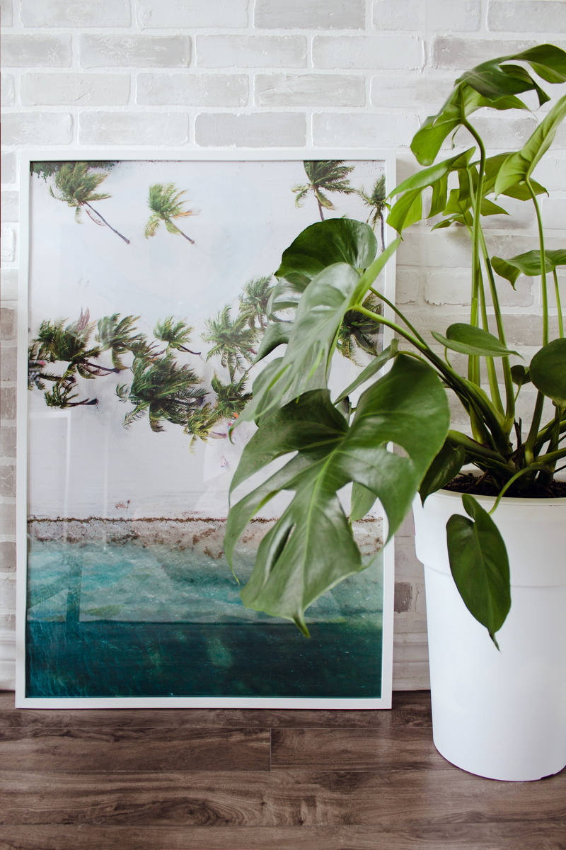 fun, freshness, day, canada, style, wall - building feature, indoors, window, tree, growth, plant, houseplant, designer, beauty in nature, home decor, winds