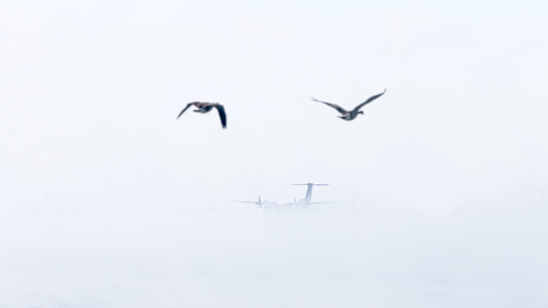 5K, toronto, canadagoose, toronto islands, animals in the wild, nature, mid-air, white color, no people, group of animals, geese, vacation, commute, commuting
