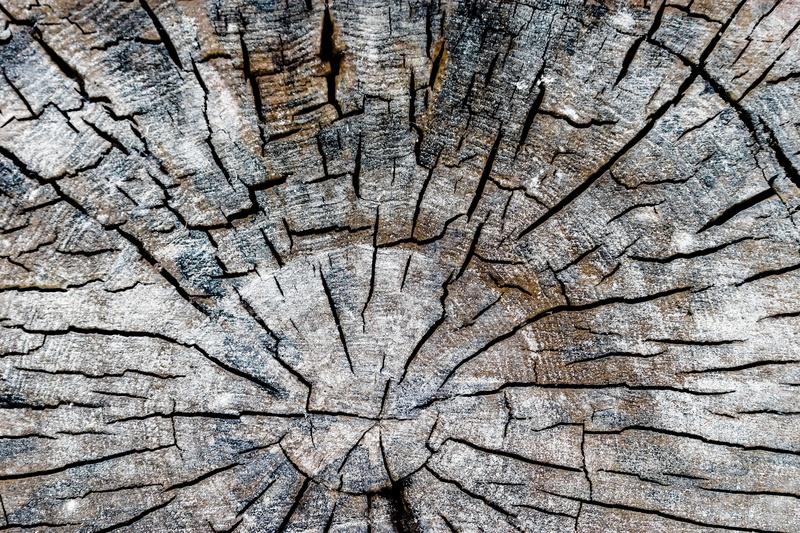 rings, log, tree stump, lumber, full frame, day, trunk, nature, backgrounds, plant, wood - material, no people, tar, driftwood, toronto, cracked, natural