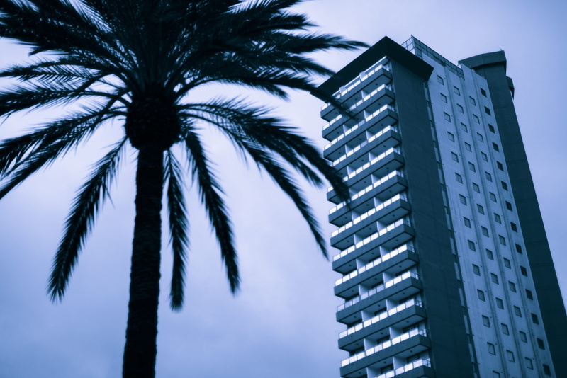 skyscraper, coconut palm tree, palm tree, apartment, office, sky scraper, nature, gray, across, tree, outdoors, date palm tree, office building exterior