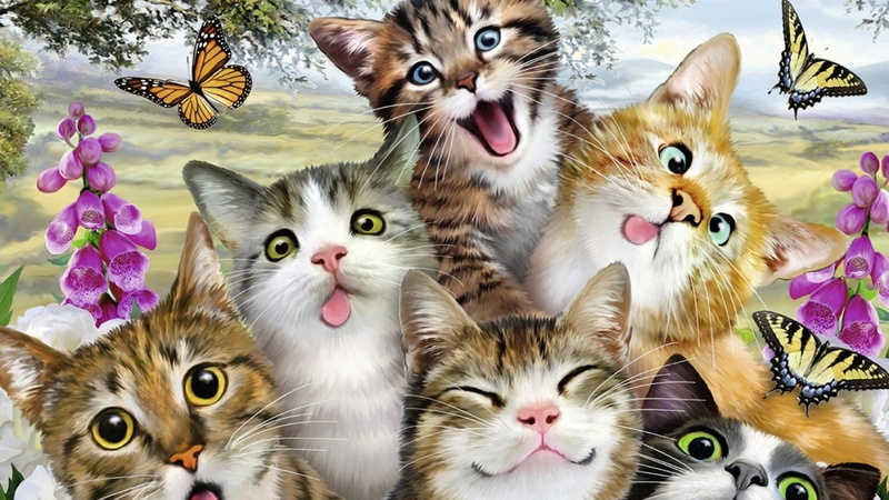 portrait, group of animals, indoors, Lustige, domestic animals, 720P, domestic cat, mammal, two animals, no people, feline, whisker, pets, cat, looking at camera