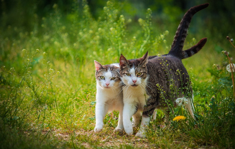Stuttgart, protection, outdoors, photography, mammal, cat, Europa, Donzdorf, cute, Goeppingen, Katzen, selective, Göppingen, pets, world, field, Katze