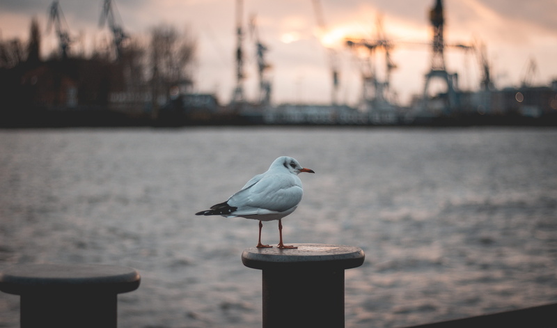 hafen, full length, 5K, bird, nature, animal, vertebrate, animal wildlife, wooden post, möve, landungsbrücken, day, norddeutschland, architecture, water