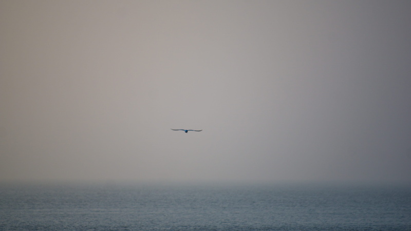 nordsee, emden, animal themes, scenics - nature, germany, seagull, ostfriesland, sea, animal, flying, nature, one animal, no people, tranquility, beauty in nature