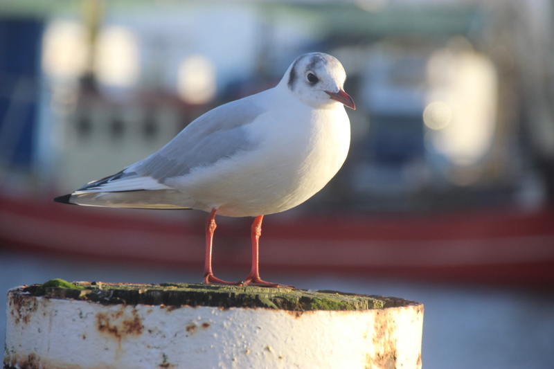 sunlight, animals in the wild, seagull, gull, husum, bird, day, wood - material, animal wildlife, close-up, animal themes, germany, 5K, outdoors, white color