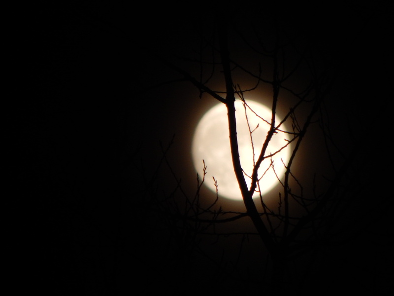 nacht, full moon, bäume, dark, space, moon, tranquility, plant, branch, astronomy, nature, bare tree, silhouette, 4K, scenics - nature, moonlight, planetary moon
