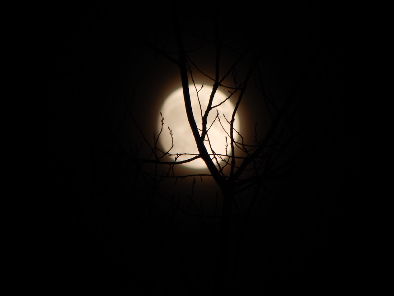 nacht, zweige, plant, no people, night, bare tree, vollmond, moonlight, tree, mond, 4K, mystery, bäume, planetary moon, tranquility, black background
